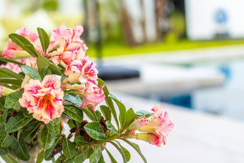 Rusardi Poolvilla - New 4 Bedrooms 4 Bathrooms, 10m Pool *